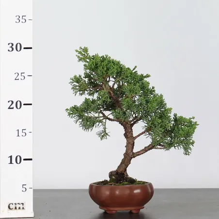 image supplémentaire - JUNIPERUS CHINENSIS SHOHIN...