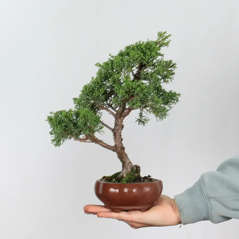 JUNIPERUS CHINENSIS SHOHIN 1-12