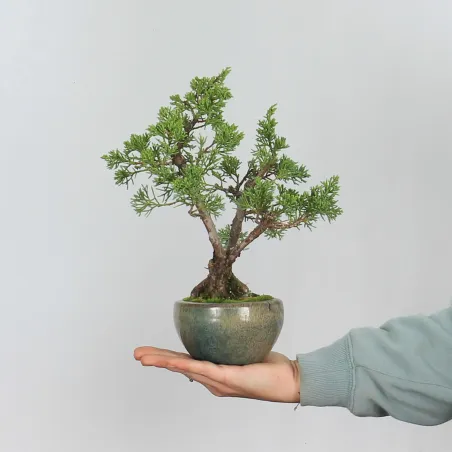 JUNIPERUS CHINENSIS SHOHIN 1-13