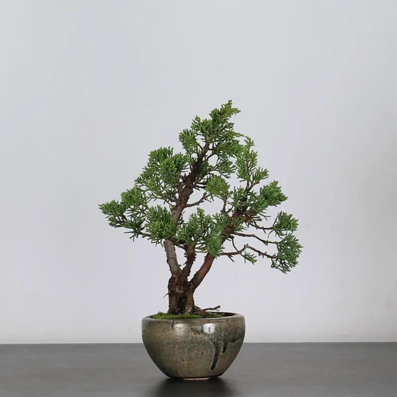 image supplémentaire - JUNIPERUS CHINENSIS SHOHIN...