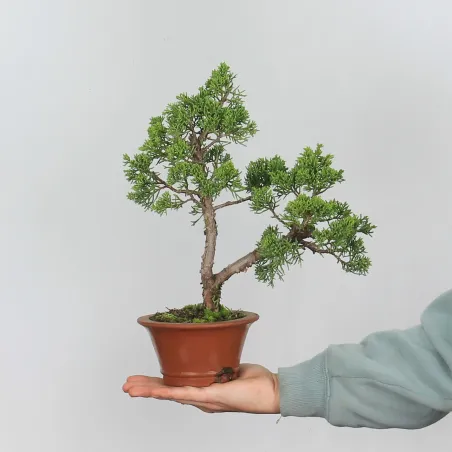 GENÉVRIER SHOHIN "JUNIPERUS CHINENSIS KISHU" 1-14