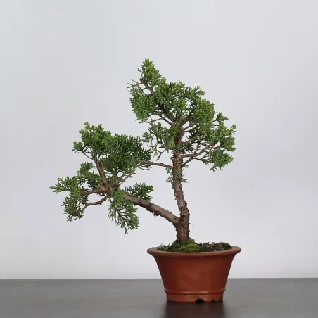 image supplémentaire - JUNIPERUS CHINENSIS SHOHIN...