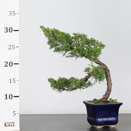 GENÉVRIER SHOHIN "JUNIPERUS CHINENSIS KISHU" 1-15