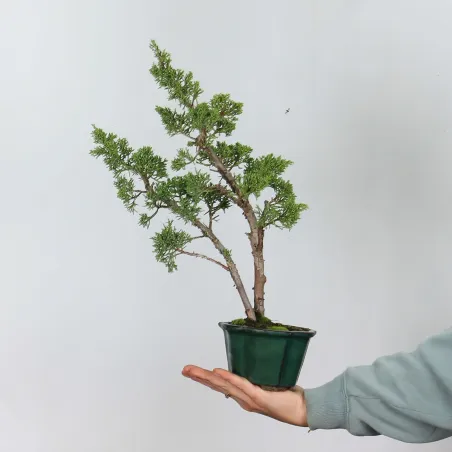 GENÉVRIER SHOHIN "JUNIPERUS CHINENSIS KISHU" 1-16