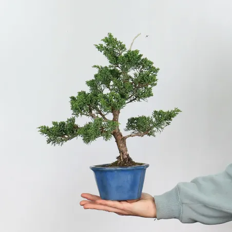 GENÉVRIER SHOHIN "JUNIPERUS CHINENSIS KISHU" 1-17