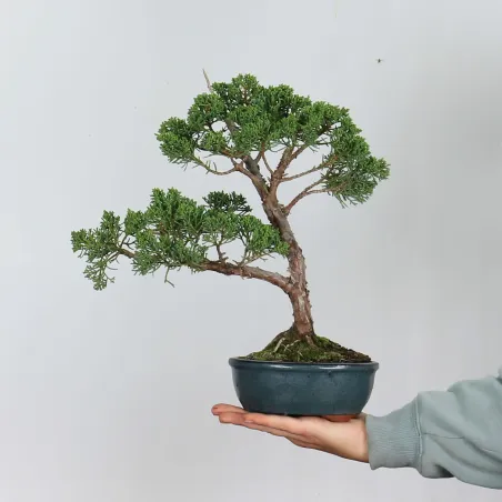 GENÉVRIER SHOHIN "JUNIPERUS CHINENSIS KISHU" 1-18