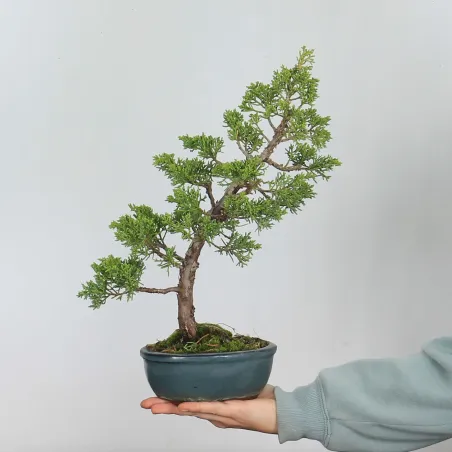 GENÉVRIER SHOHIN "JUNIPERUS CHINENSIS KISHU" 1-19