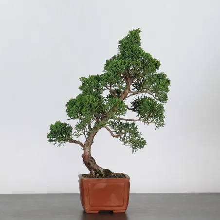 JUNIPERUS CHINENSIS SHOHIN 2-1