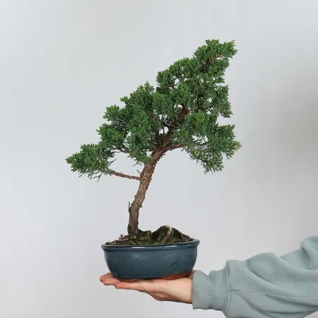 JUNIPERUS CHINENSIS SHOHIN 2-2