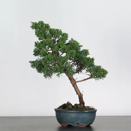 image supplémentaire - JUNIPERUS CHINENSIS SHOHIN 2-2