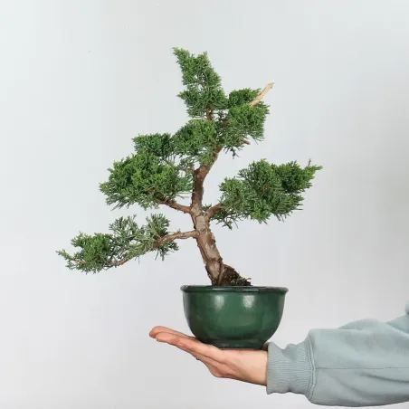 GENÉVRIER SHOHIN "JUNIPERUS CHINENSIS KISHU" 2-3