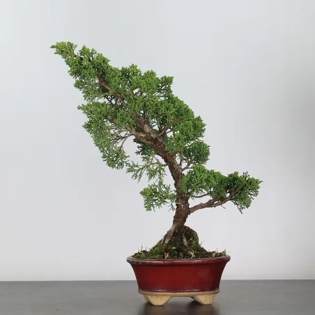 GENÉVRIER SHOHIN "JUNIPERUS CHINENSIS KISHU" 2-4