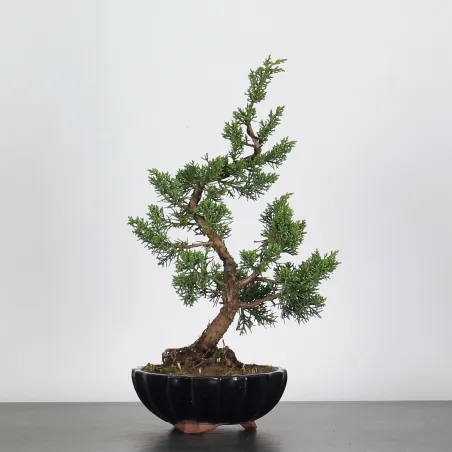 GENÉVRIER  "JUNIPERUS CHINENSIS KISHU" 2-5