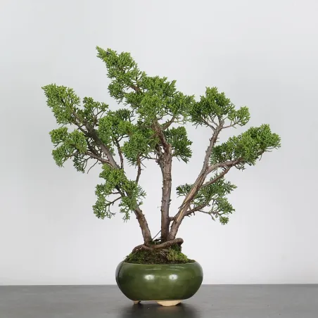 GENÉVRIER "JUNIPERUS CHINENSIS KISHU" 2-6