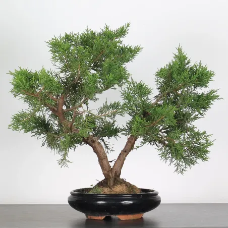 Bonsai Genévrier de Chine