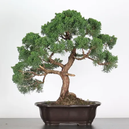 GENÉVRIER "JUNIPERUS CHINENSIS KISHU" 2-1