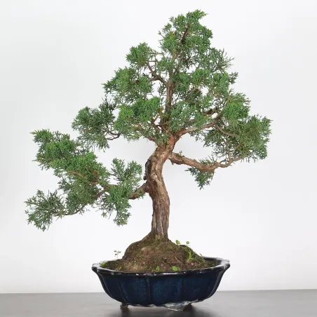 GENÉVRIER "JUNIPERUS CHINENSIS KISHU" 2-2