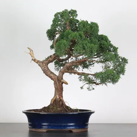 GENÉVRIER "JUNIPERUS CHINENSIS KISHU" 2-3