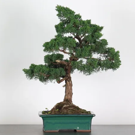 GENÉVRIER "JUNIPERUS CHINENSIS KISHU" 2-4