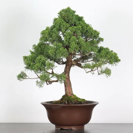 JUNIPERUS CHINENSIS KISHU 2-6