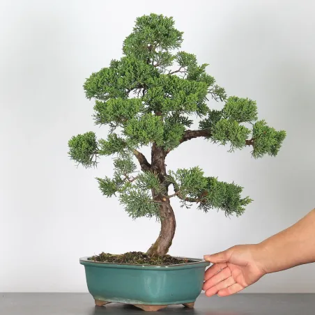 GENÉVRIER "JUNIPERUS CHINENSIS KISHU" 2-7