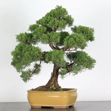 JUNIPERUS CHINENSIS KISHU 2-8