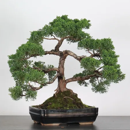 GENÉVRIER "JUNIPERUS CHINENSIS KISHU" 2-9