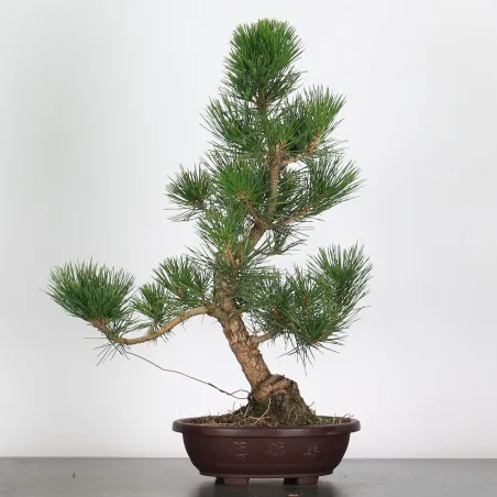 BONSAI PINUS THUNBERGII 1-2