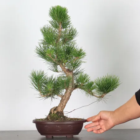 image supplémentaire - BONSAI PINUS THUNBERGII 1-2