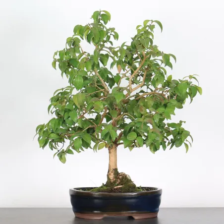 BONSAI EUGÉNIA 1-1