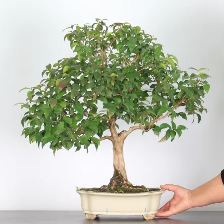 image supplémentaire - BONSAI EUGENIA 1-2