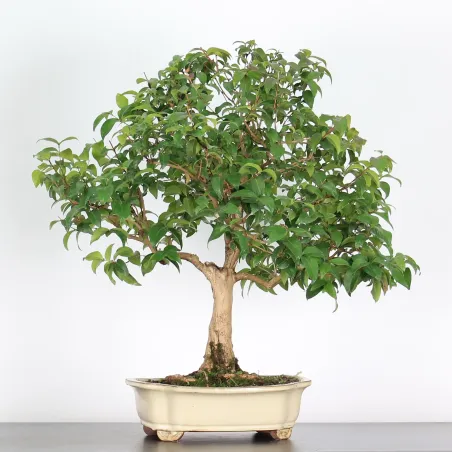 BONSAI EUGENIA 1-2