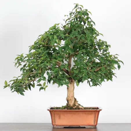 image supplémentaire - BONSAI EUGENIA 1-3