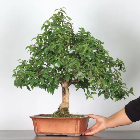 BONSAI EUGENIA 1-3