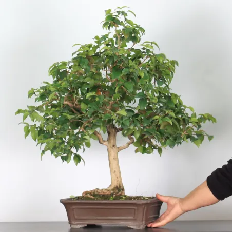 image supplémentaire - BONSAI EUGENIA 1-4