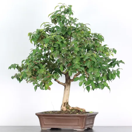 image supplémentaire - BONSAI EUGENIA 1-4