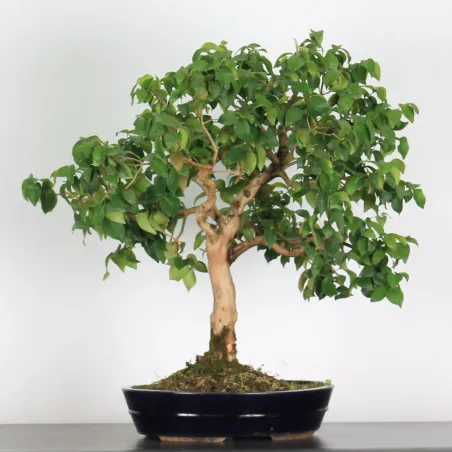 BONSAI EUGENIA 1-5