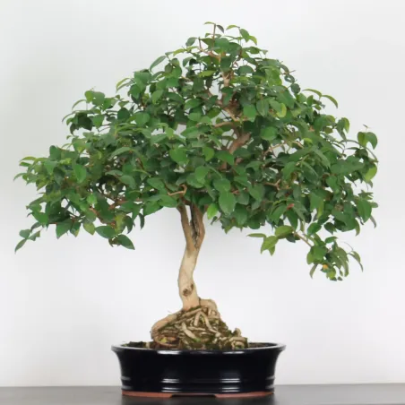 BONSAI EUGENIA 1-7