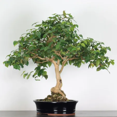 image supplémentaire - BONSAI EUGENIA 1-7