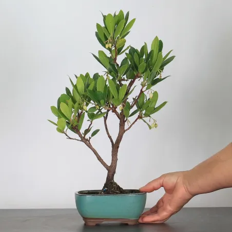 BONSAI STRAWBERRY TREE "ARBUTUS UNEDO" 1-1