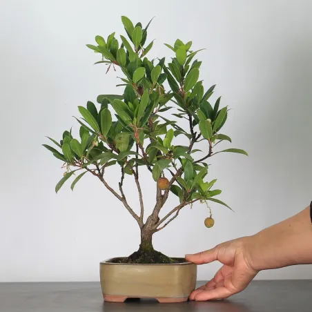 BONSAI STRAWBERRY TREE "ARBUTUS UNEDO" 1-2