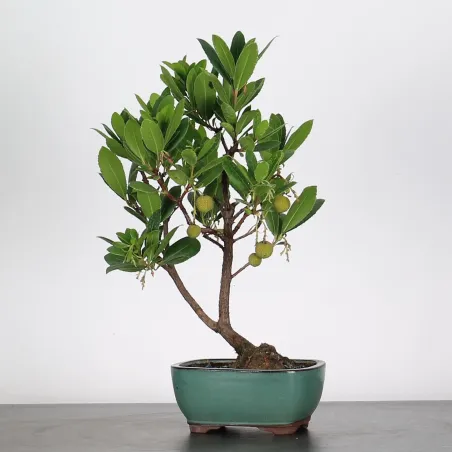 BONSAI ARBUTUS UNEDO 1-4