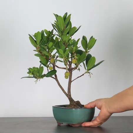 image supplémentaire - BONSAI ARBUTUS UNEDO 1-4