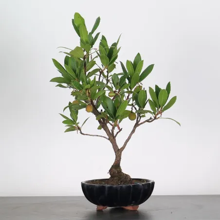 BONSAI STRAWBERRY TREE "ARBUTUS UNEDO" 1-5