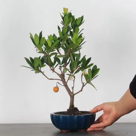 image supplémentaire - BONSAI ARBUTUS UNEDO 1-6