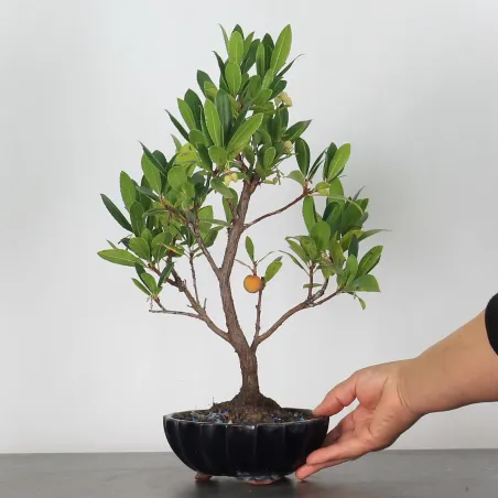 BONSAI ARBUTUS UNEDO 1-7