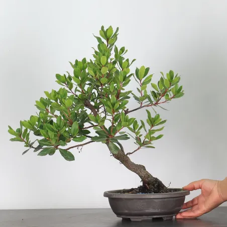 ARBOUSIER "ARBUTUS UNEDO" 1-8