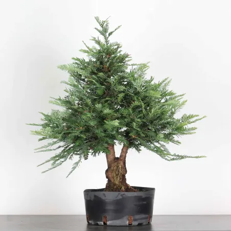 Sequoia Sempervirens Bonsai