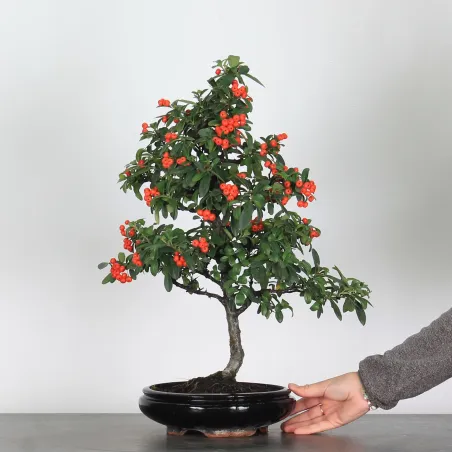 Bonsai Pyracantha