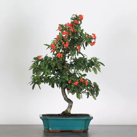 Bonsai Pyracantha